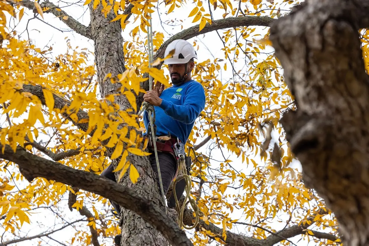 Skilled Tree Transplanting crew working in Laneville