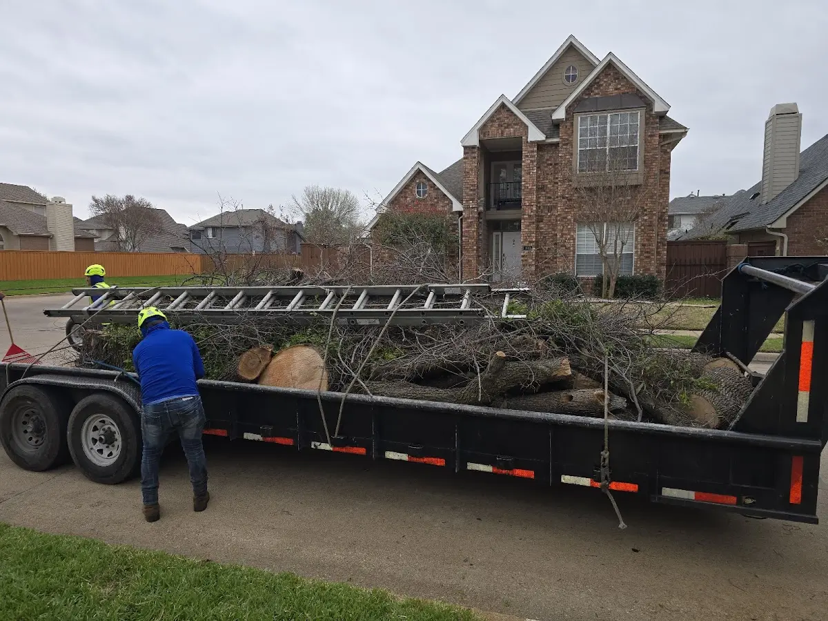 Expert Tree Fertilization with proper safety equipment in Laneville